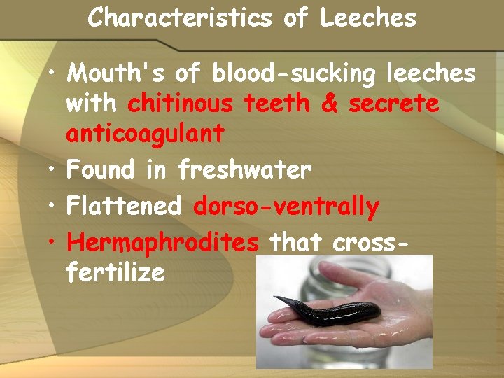 Characteristics of Leeches • Mouth's of blood-sucking leeches with chitinous teeth & secrete anticoagulant