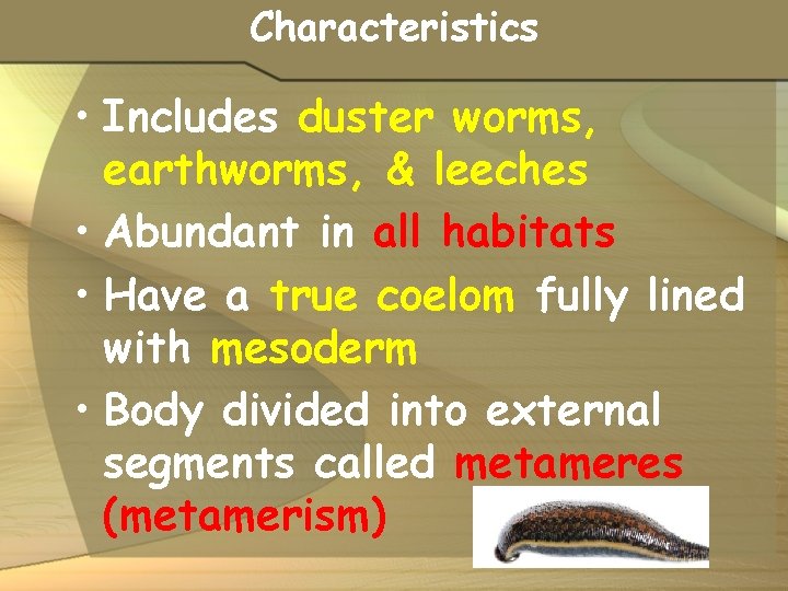 Characteristics • Includes duster worms, earthworms, & leeches • Abundant in all habitats •