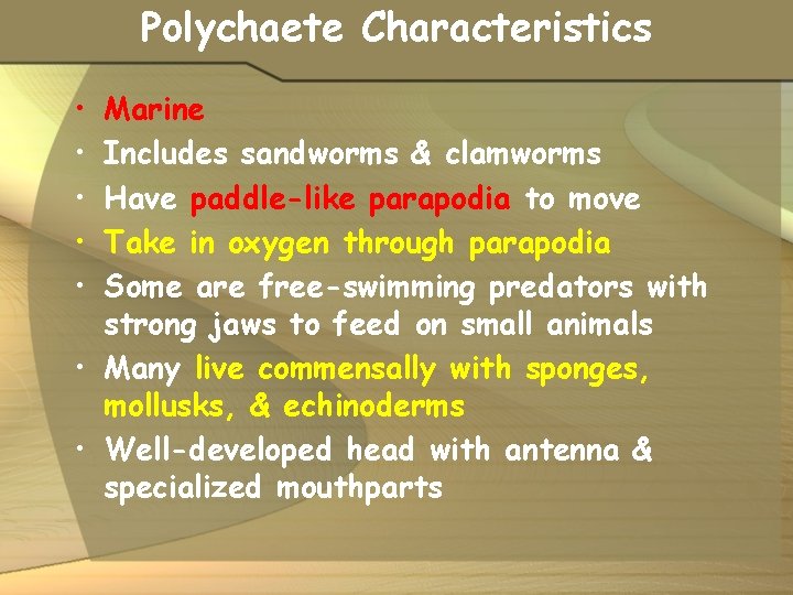 Polychaete Characteristics • • • Marine Includes sandworms & clamworms Have paddle-like parapodia to