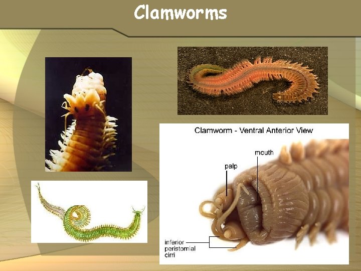 Clamworms 