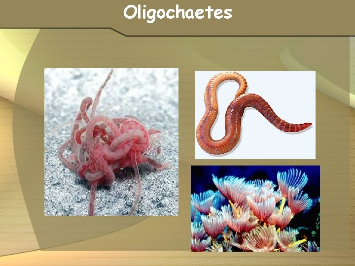 Oligochaetes 