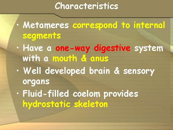 Characteristics • Metameres correspond to internal segments • Have a one-way digestive system with
