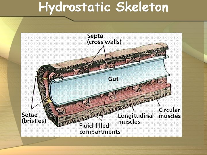 Hydrostatic Skeleton 