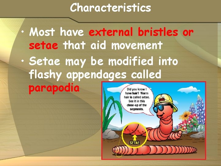 Characteristics • Most have external bristles or setae that aid movement • Setae may