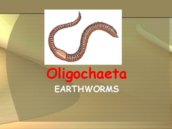 Oligochaeta EARTHWORMS 