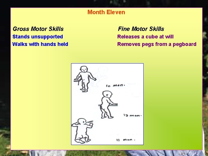 Month Eleven Gross Motor Skills Fine Motor Skills Stands unsupported Walks with hands held