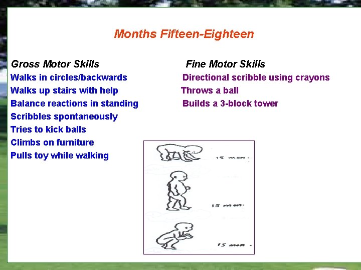 Months Fifteen-Eighteen Gross Motor Skills Walks in circles/backwards Walks up stairs with help Balance