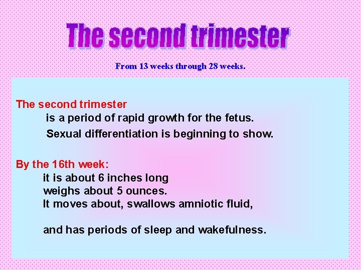 From 13 weeks through 28 weeks. The second trimester is a period of rapid