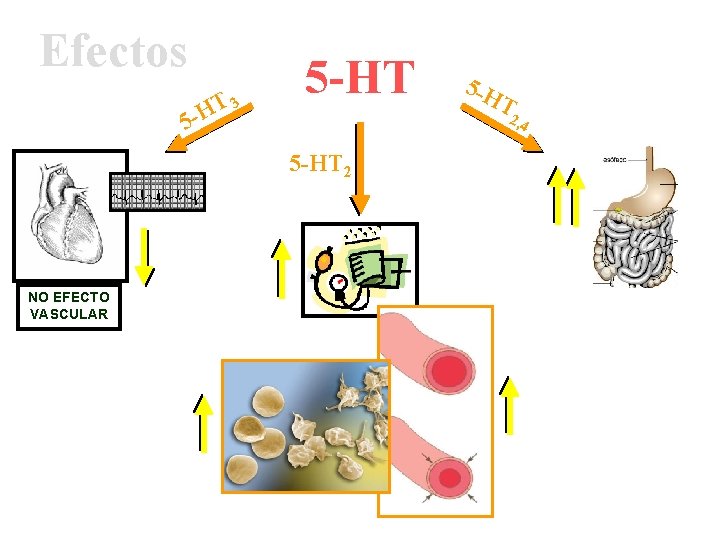 Efectos T H 5 - 3 5 -HT T 2, 4 5 -HT 2