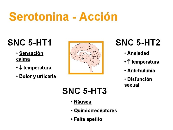 Serotonina - Acción SNC 5 -HT 1 SNC 5 -HT 2 • Sensación calma