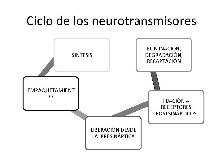 Ciclo de los neurotransmisores SINTESIS EMPAQUETAMIENT O ELIMINACIÓN, DEGRADACIÓN, RECAPTACIÓN FIJACIÓN A RECEPTORES POSTSINÁPTICOS