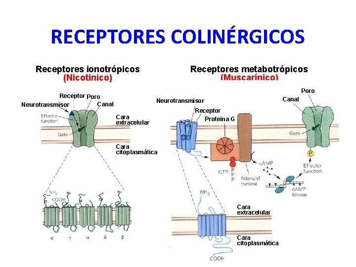 RECEPTORES COLINÉRGICOS Receptores ionotrópicos (Nicotinico) Receptores metabotrópicos (Muscarínico) Poro Receptor Poro Canal Neurotransmisor Cara