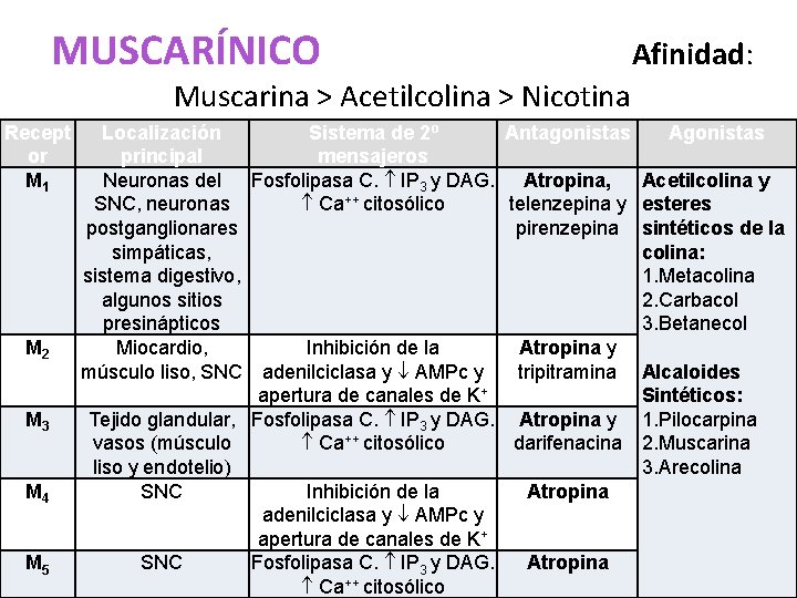 MUSCARÍNICO Afinidad: Muscarina > Acetilcolina > Nicotina Recept or M 1 M 2 M