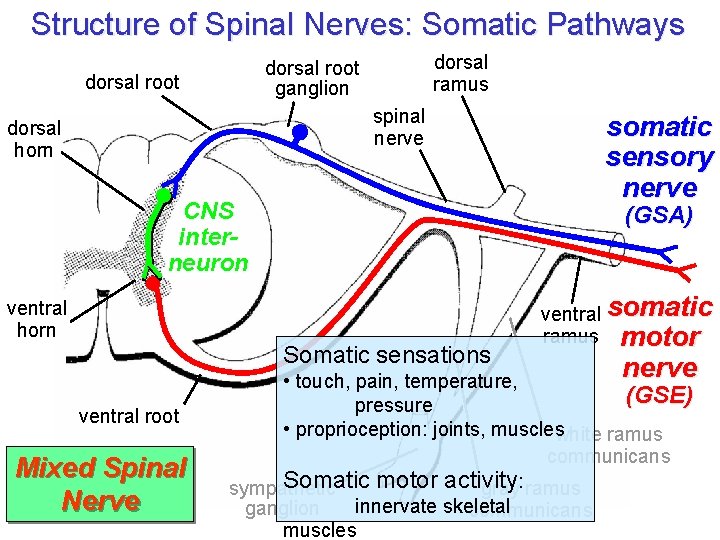 Structure of Spinal Nerves: Somatic Pathways dorsal ramus dorsal root ganglion dorsal root spinal Structure of Spinal Nerves: Somatic Pathways dorsal ramus dorsal root ganglion dorsal root spinal