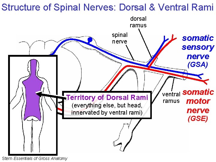 Structure of Spinal Nerves: Dorsal & Ventral Rami dorsal ramus spinal nerve somatic sensory Structure of Spinal Nerves: Dorsal & Ventral Rami dorsal ramus spinal nerve somatic sensory