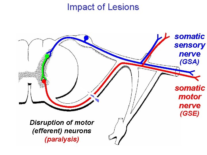 Impact of Lesions somatic sensory nerve (GSA) somatic motor nerve (GSE) Disruption of motor Impact of Lesions somatic sensory nerve (GSA) somatic motor nerve (GSE) Disruption of motor