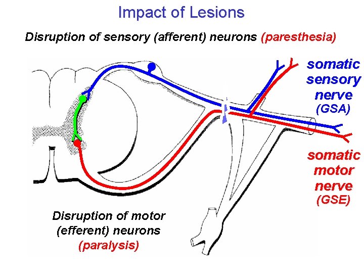 Impact of Lesions Disruption of sensory (afferent) neurons (paresthesia) somatic sensory nerve (GSA) somatic Impact of Lesions Disruption of sensory (afferent) neurons (paresthesia) somatic sensory nerve (GSA) somatic
