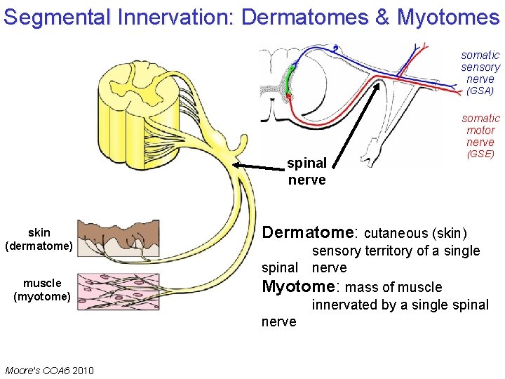 Segmental Innervation: Dermatomes & Myotomes somatic sensory nerve (GSA) somatic motor nerve spinal nerve Segmental Innervation: Dermatomes & Myotomes somatic sensory nerve (GSA) somatic motor nerve spinal nerve