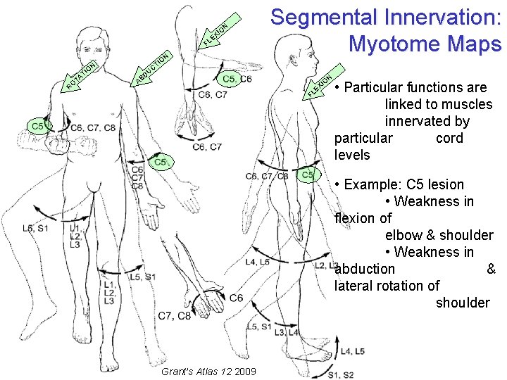 N IO X E FL RO T TA IO N Segmental Innervation: Myotome Maps N IO X E FL RO T TA IO N Segmental Innervation: Myotome Maps