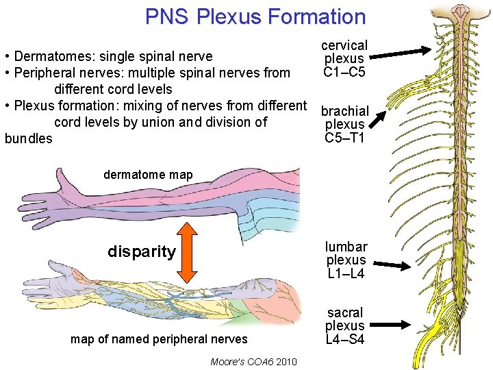PNS Plexus Formation • Dermatomes: single spinal nerve • Peripheral nerves: multiple spinal nerves PNS Plexus Formation • Dermatomes: single spinal nerve • Peripheral nerves: multiple spinal nerves