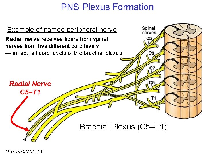 PNS Plexus Formation Example of named peripheral nerve Radial nerve receives fibers from spinal PNS Plexus Formation Example of named peripheral nerve Radial nerve receives fibers from spinal
