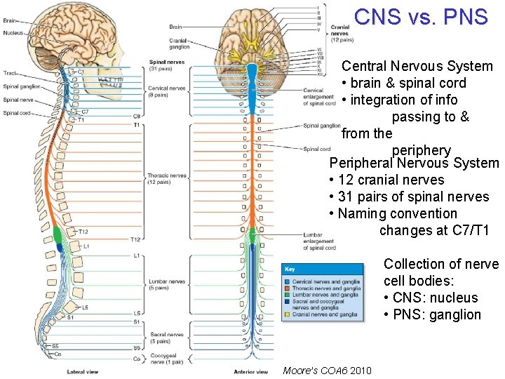 CNS vs. PNS Central Nervous System • brain & spinal cord • integration of CNS vs. PNS Central Nervous System • brain & spinal cord • integration of