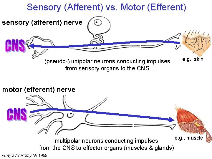 Sensory (Afferent) vs. Motor (Efferent) sensory (afferent) nerve (pseudo-) unipolar neurons conducting impulses from Sensory (Afferent) vs. Motor (Efferent) sensory (afferent) nerve (pseudo-) unipolar neurons conducting impulses from