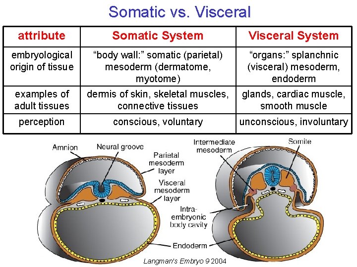 Somatic vs. Visceral attribute Somatic System Visceral System embryological origin of tissue “body wall: Somatic vs. Visceral attribute Somatic System Visceral System embryological origin of tissue “body wall: