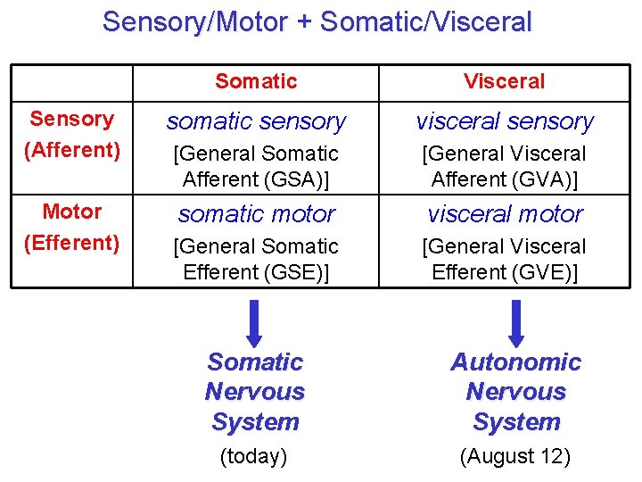 Sensory/Motor + Somatic/Visceral Somatic Visceral Sensory (Afferent) somatic sensory visceral sensory [General Somatic Afferent Sensory/Motor + Somatic/Visceral Somatic Visceral Sensory (Afferent) somatic sensory visceral sensory [General Somatic Afferent