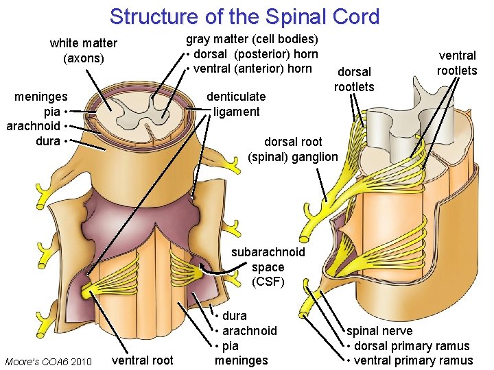 Structure of the Spinal Cord white matter (axons) meninges pia • arachnoid • dura Structure of the Spinal Cord white matter (axons) meninges pia • arachnoid • dura