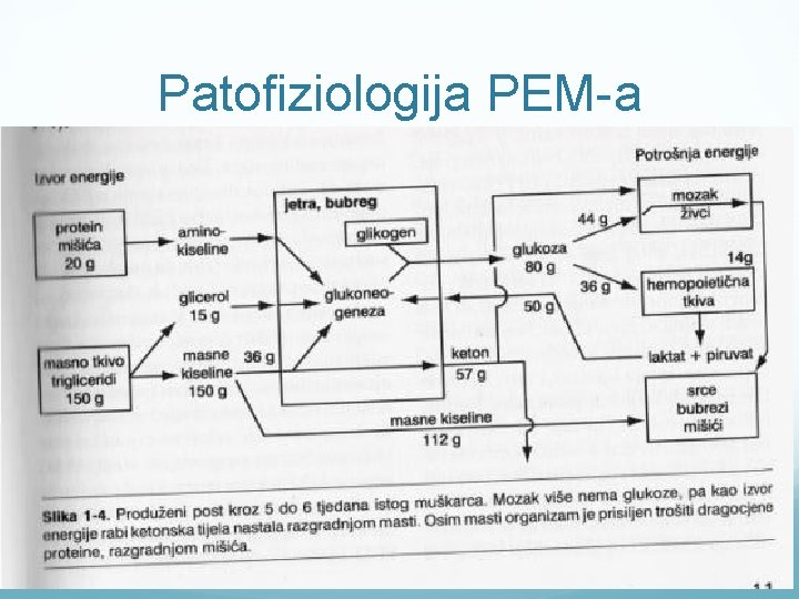 Patofiziologija PEM-a 