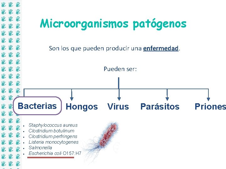 Microorganismos patógenos Son los que pueden producir una enfermedad. Pueden ser: Bacterias Hongos ●