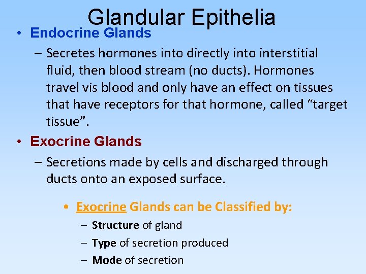 Glandular Epithelia • Endocrine Glands – Secretes hormones into directly into interstitial fluid, then