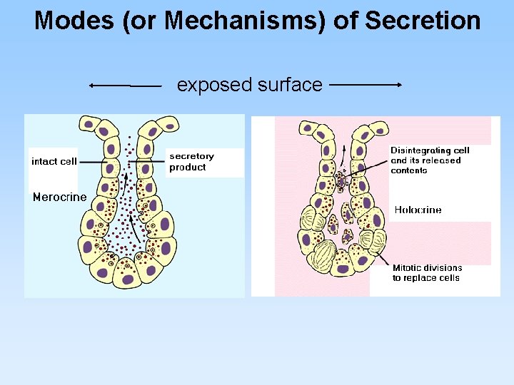 Modes (or Mechanisms) of Secretion exposed surface 