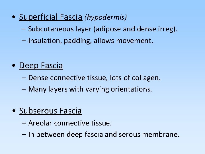  • Superficial Fascia (hypodermis) – Subcutaneous layer (adipose and dense irreg). – Insulation,