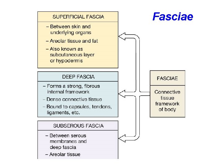 Fasciae 