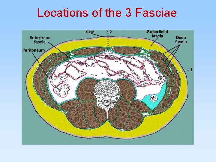 Locations of the 3 Fasciae 