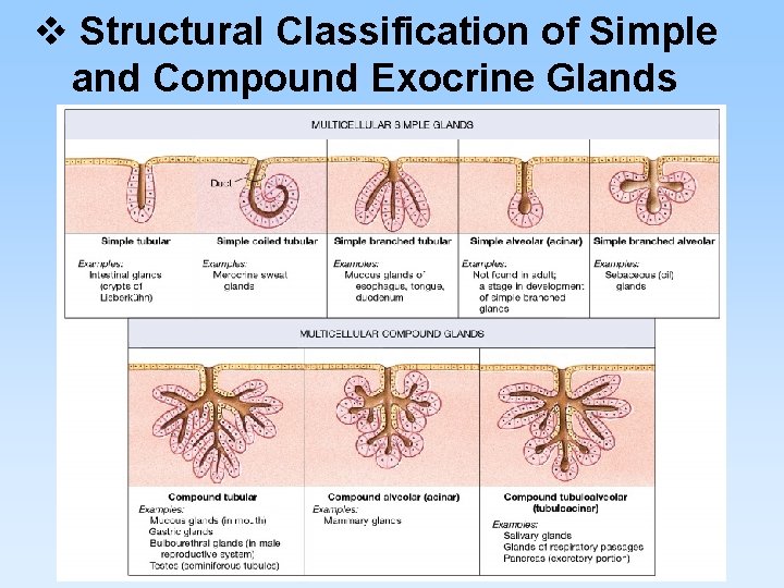 v Structural Classification of Simple and Compound Exocrine Glands 