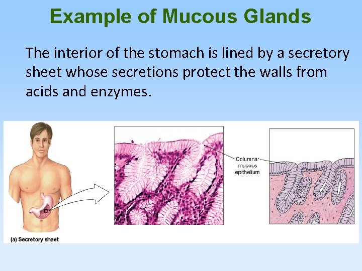 Example of Mucous Glands The interior of the stomach is lined by a secretory