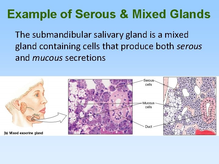 Example of Serous & Mixed Glands The submandibular salivary gland is a mixed gland