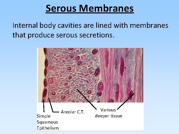Serous Membranes Internal body cavities are lined with membranes that produce serous secretions. Simple