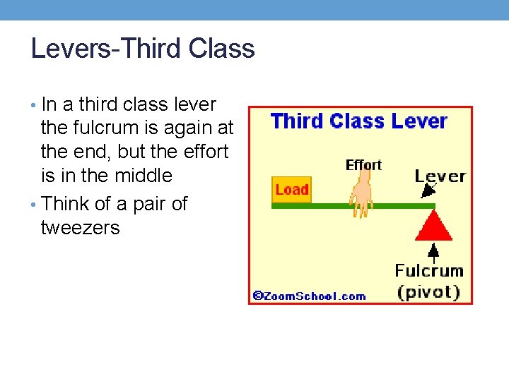 Levers-Third Class • In a third class lever the fulcrum is again at the