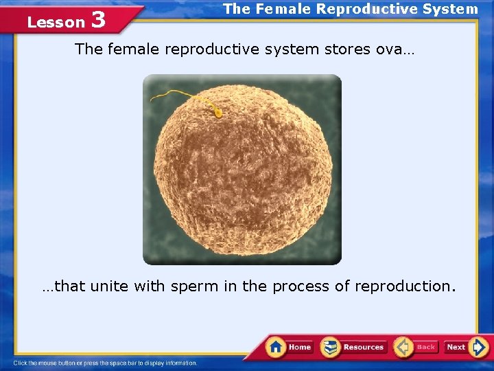 Lesson 3 The Female Reproductive System The female reproductive system stores ova… …that unite