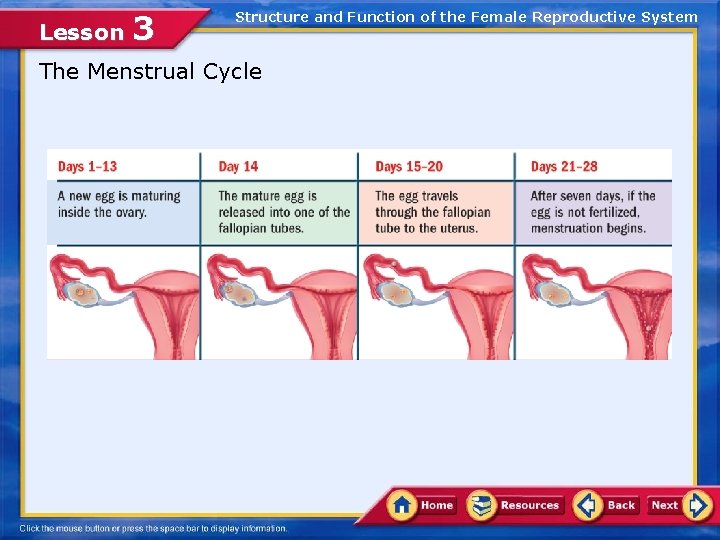 Lesson 3 Structure and Function of the Female Reproductive System The Menstrual Cycle 