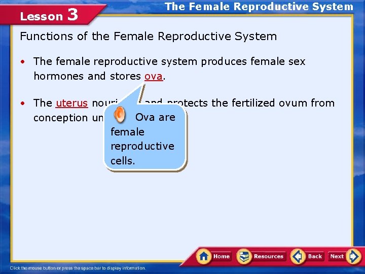 Lesson 3 The Female Reproductive System Functions of the Female Reproductive System • The