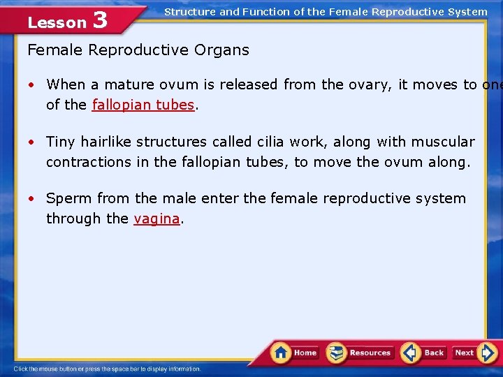 Lesson 3 Structure and Function of the Female Reproductive System Female Reproductive Organs •