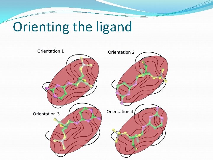 Orienting the ligand 