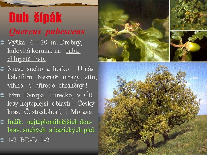 Ü Ü Ü Dub šípák Quercus pubescens Výška 6 – 20 m. Drobný, kulovitá