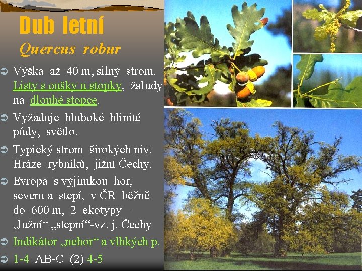 Ü Ü Ü Dub letní Quercus robur Výška až 40 m, silný strom. Listy