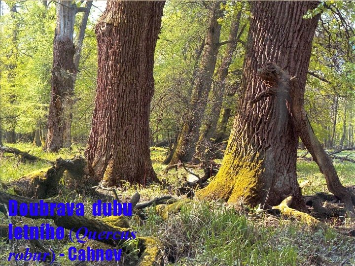 Cahnov – dub letní Doubrava dubu letního (Quercus robur) - Cahnov 